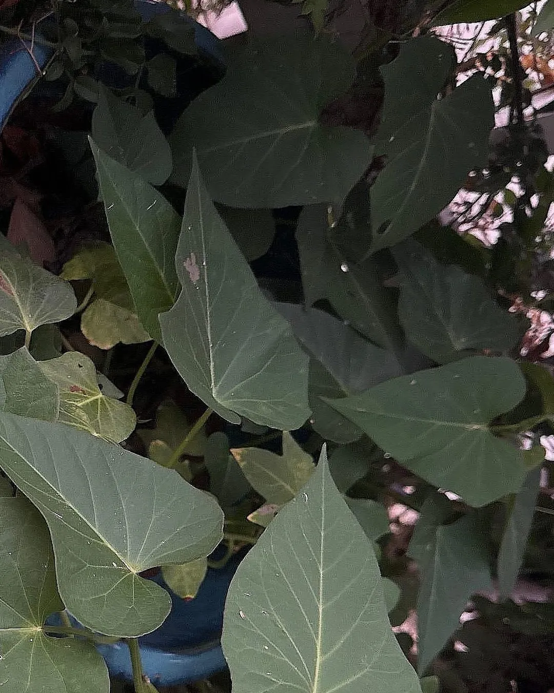 Plant photo