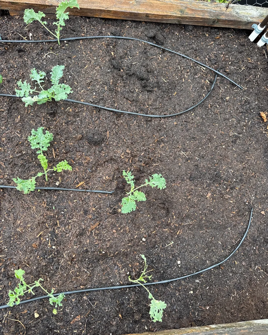 Plant photo