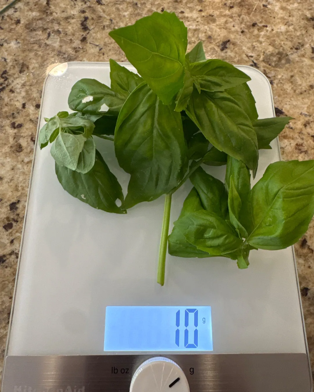 Harvested 10 grams of Sweet Basil