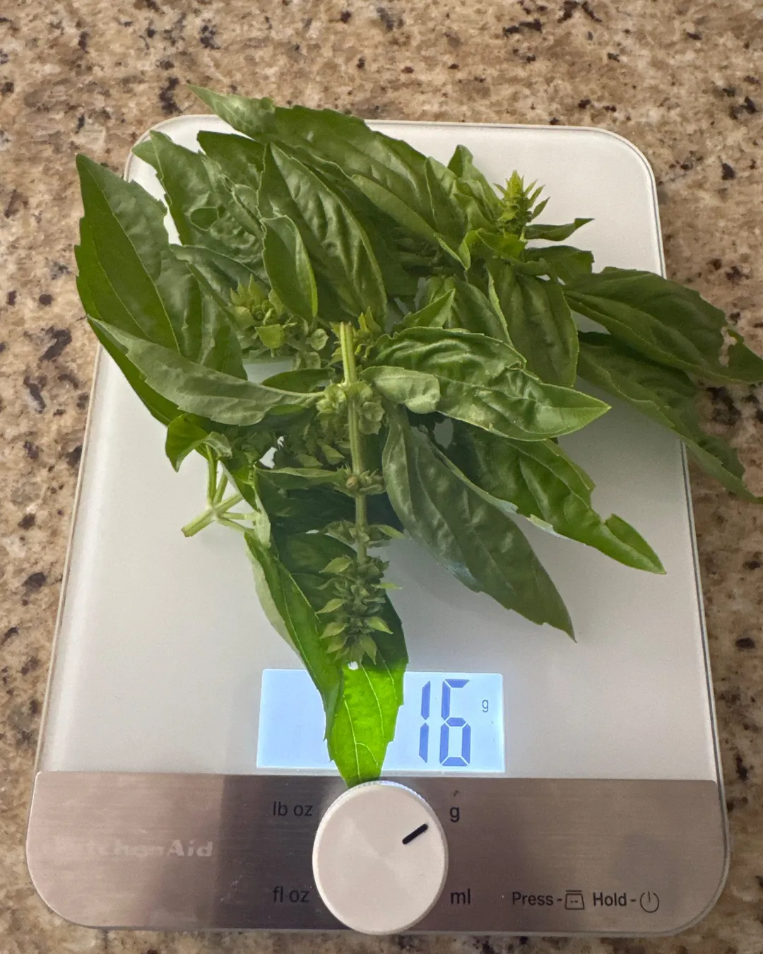 Harvested 16 grams of Sweet Basil