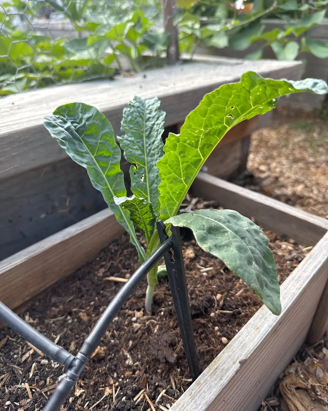 Plant photo