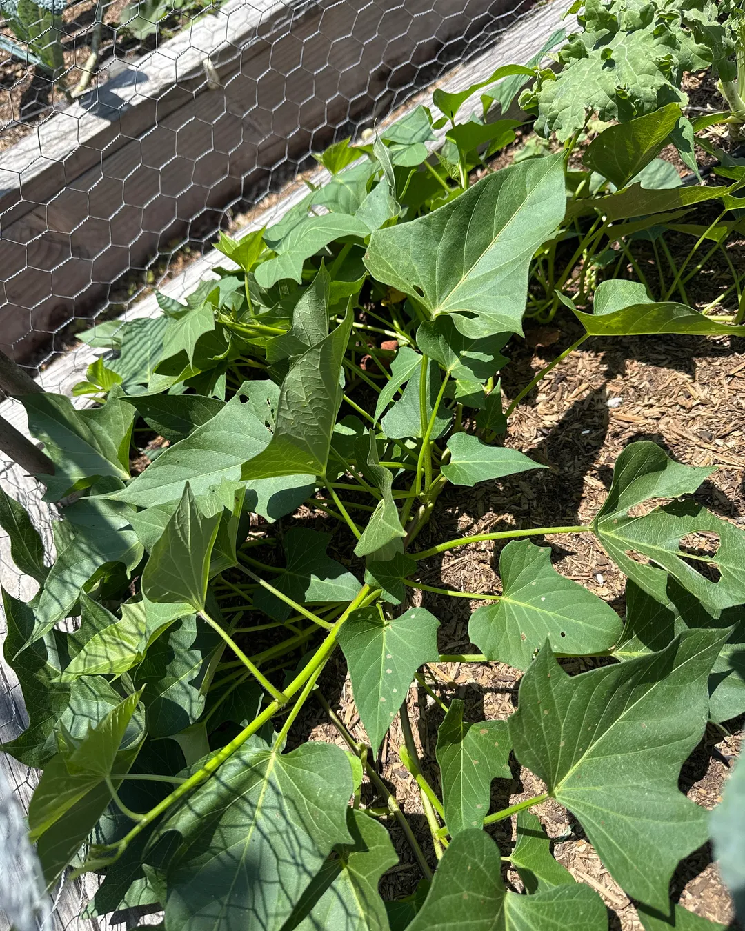 Plant photo