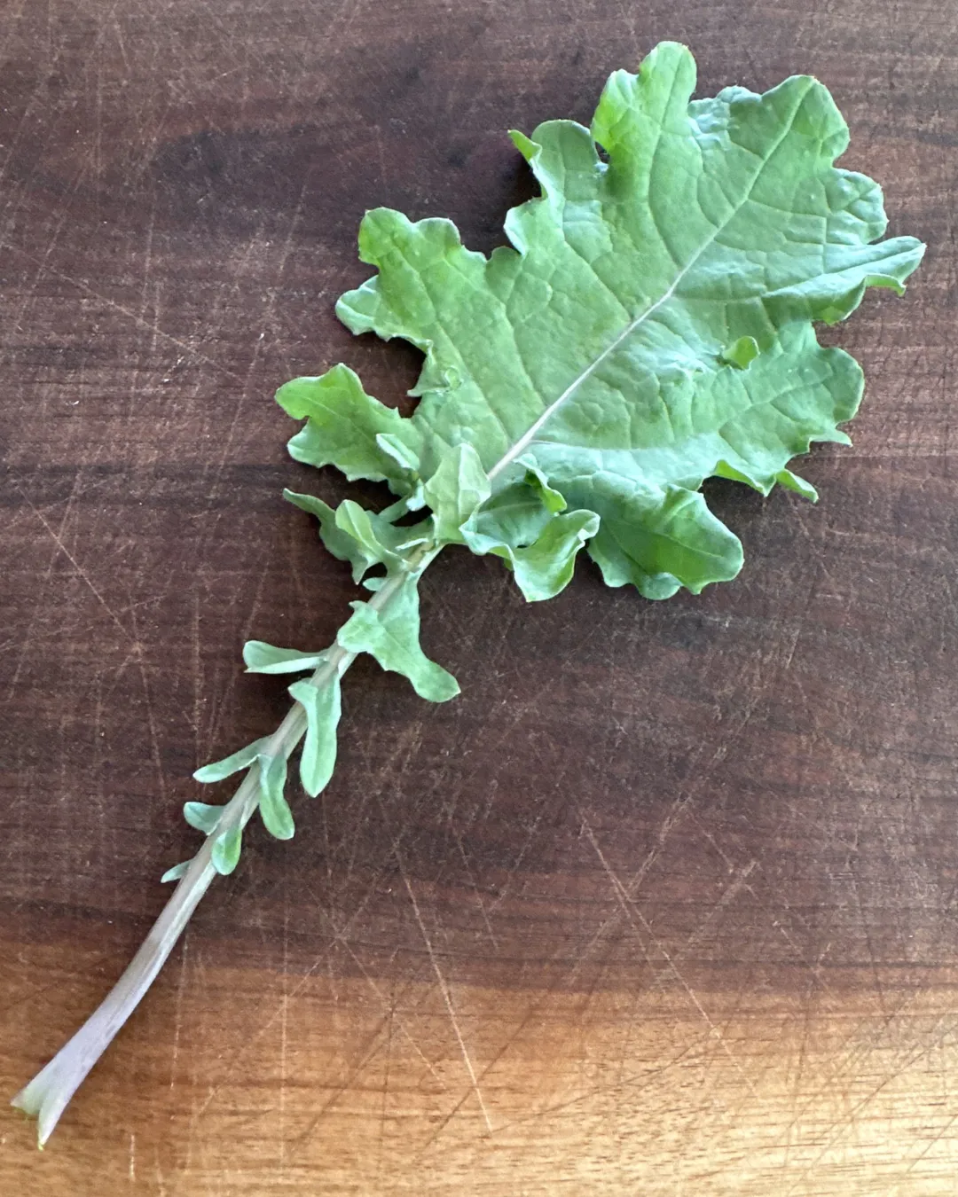 Harvested 1 leaf of White Russian Kale
