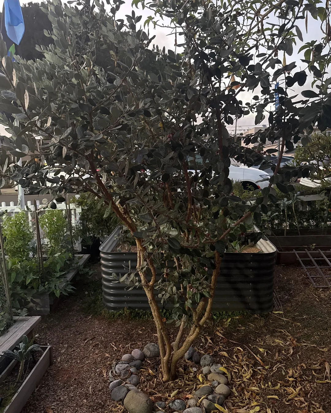 Plant photo