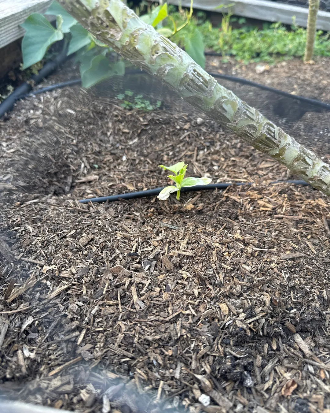 Plant photo