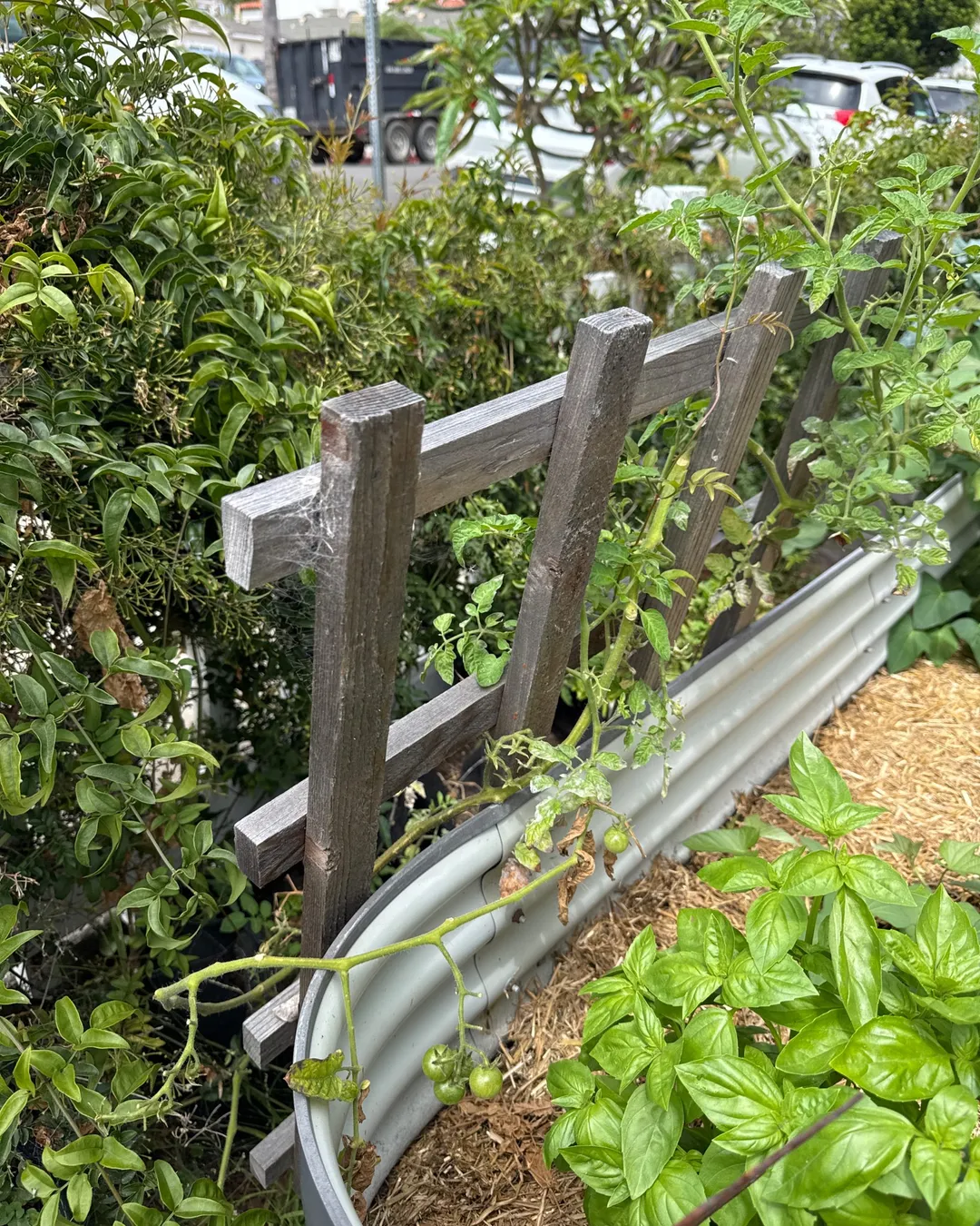 Plant photo