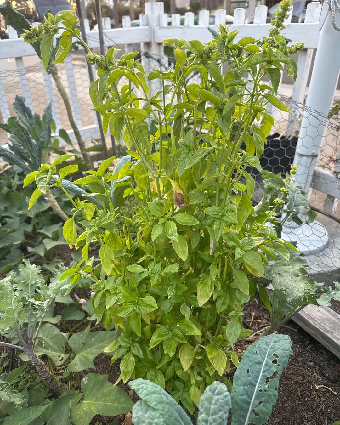 Plant photo