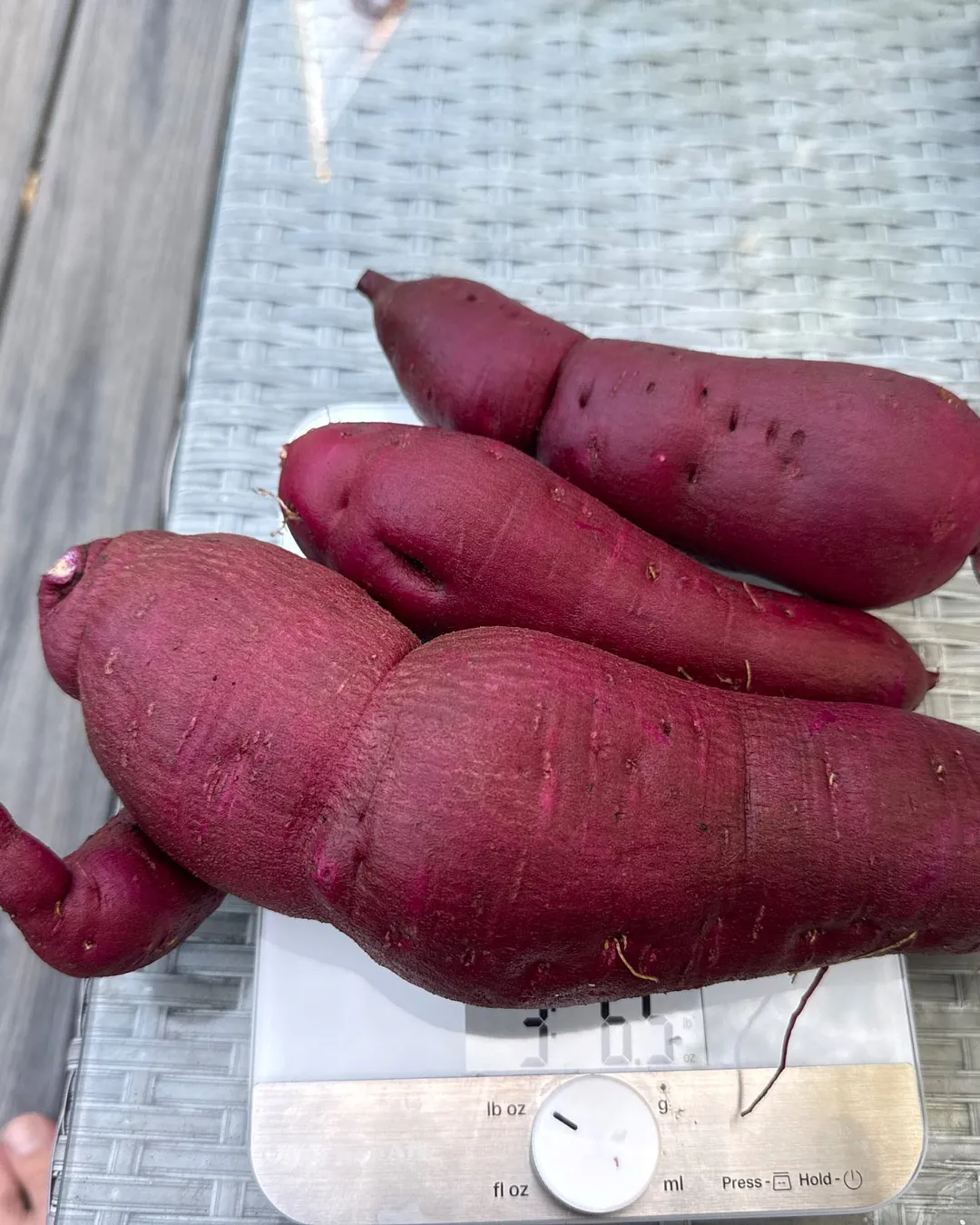 Harvested 3.5 lbs of Orange Sweet Potato