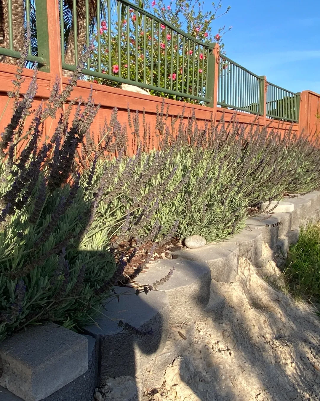 Plant photo