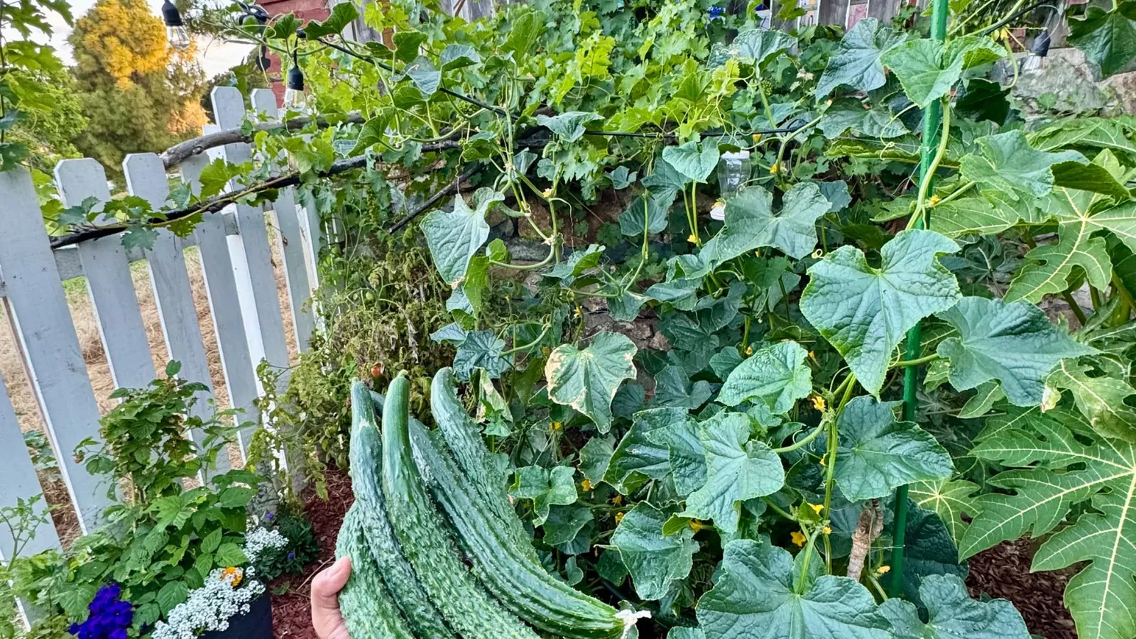 Robert's Garden