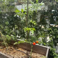 Rapunzel Tomato — view photos