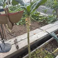 Lacinato Kale — view photos