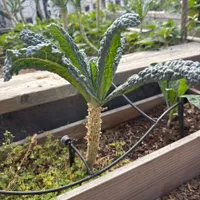 Lacinato Kale — view photos