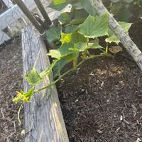 Cucumber — view photos
