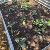 Lacinato Kale — view photos