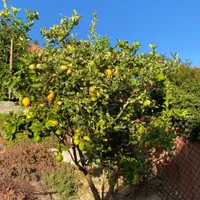 Variegated Pink Lemon — view photos