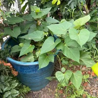 Orange Sweet Potato — view photos