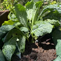 Lacinato Kale — view photos