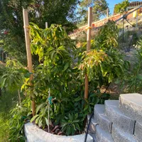 Sir Prize  Avocado — view photos