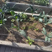 Lacinato Kale — view photos