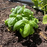 Sweet Basil — view photos