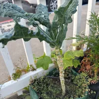 Lacinato Kale — view photos