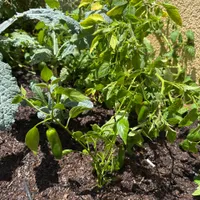 Serrano Pepper — view photos
