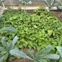 Orange Sweet Potato — view photos