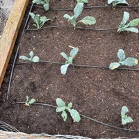 Lacinato Kale — view photos