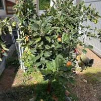 Back Yard Misc