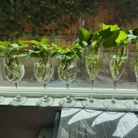 Root the slips in water — view photo