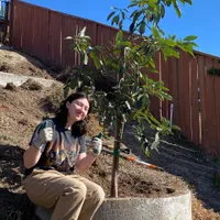 Fuerte Avocado — view photos