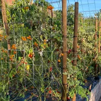 Yellow Cherry Indeterminate  Tomato — view photos