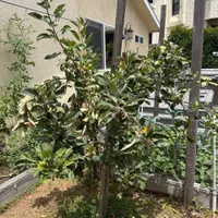 Anna Apple — view photos