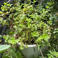 Mint — view photos