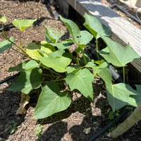 Stokes Sweet Potato — view photos