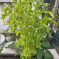 Genovese Basil — view photos