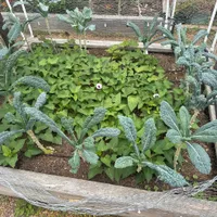 Lacinato Kale — view photos