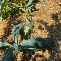 Lacinato Kale — view photos