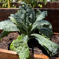 Lacinato Kale — view photos
