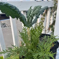 Lacinato Kale — view photos