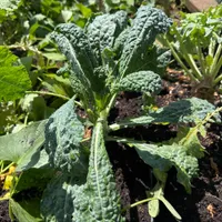 Lacinato Kale — view photos