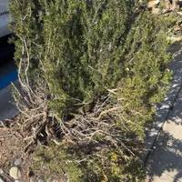 Rosemary — view photos