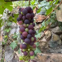 Pinot noir  Grape — view photos