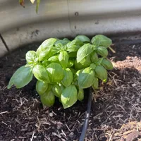 Sweet Basil — view photos