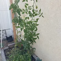 Pruning — Sungold Cherry