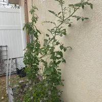 Sungold Cherry Tomato — view photos