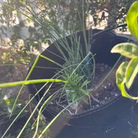 Chives — view photos