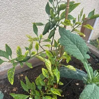 Jalapeño Pepper — view photos