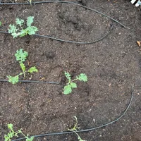 Vates Blue Curled Kale — view photos